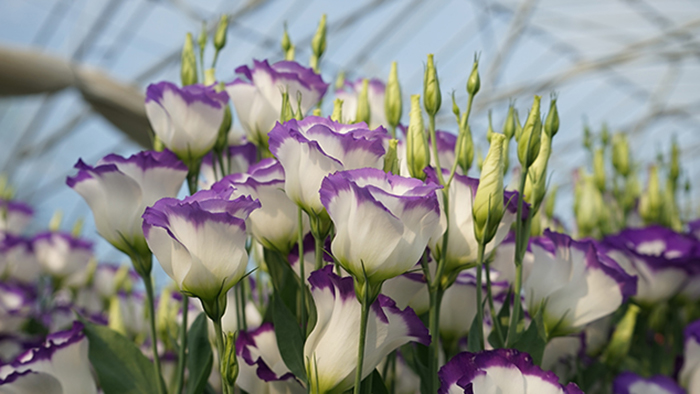 トルコキキョウ苗1株 トルコキキョウの育て方 きれいな花を咲かせるお