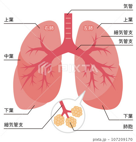 肺イラスト - No: 22076378無料イラスト・フリー素材なら「イラストAC」