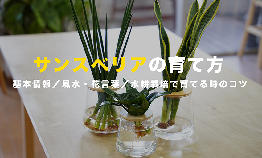 人気の風水的にいい運気が上がるおすすめの観葉植物12選選び方や置き場所についても解説TERRARIUMテラリウム