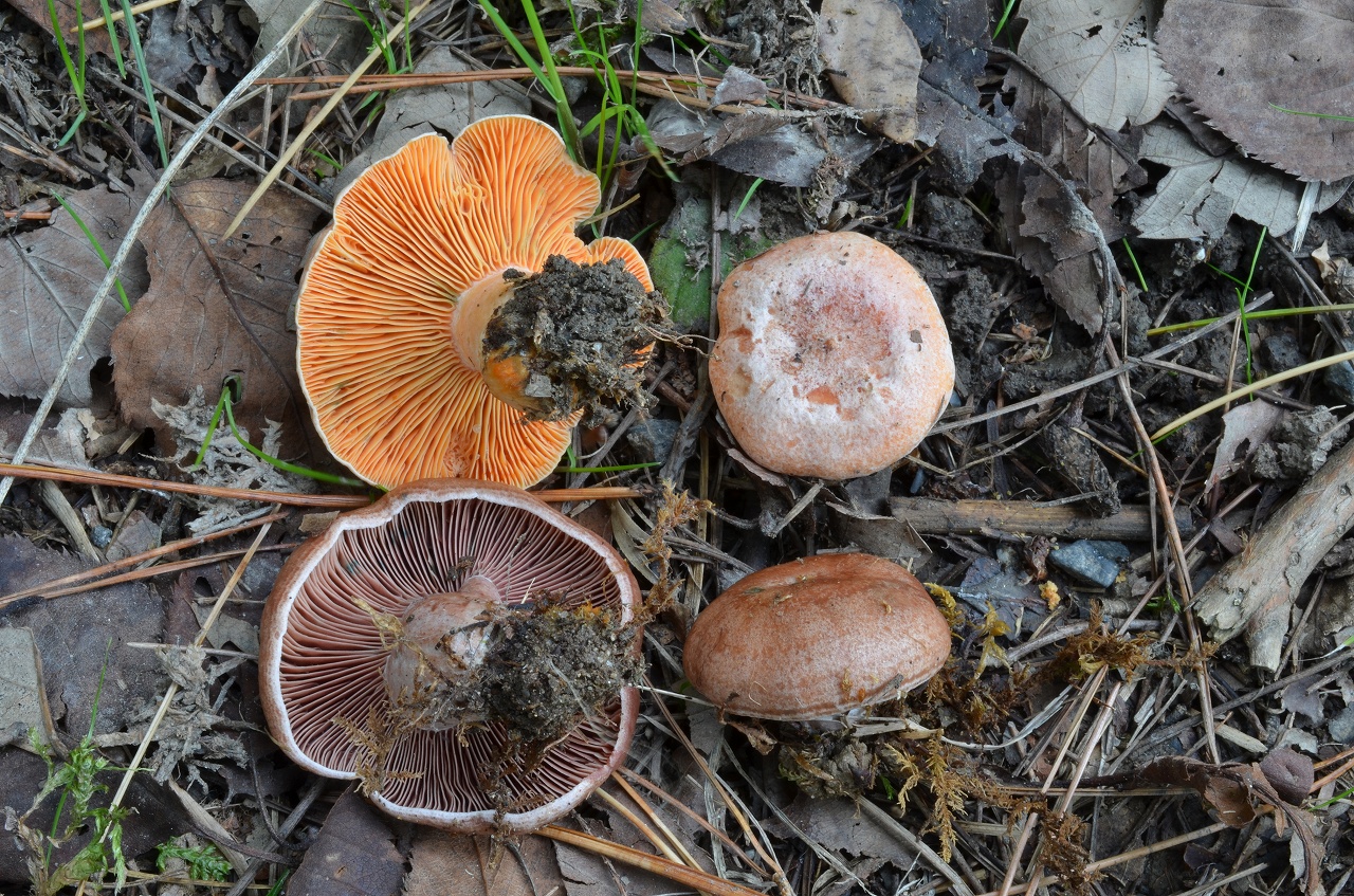 アカモミタケ 赤樅茸