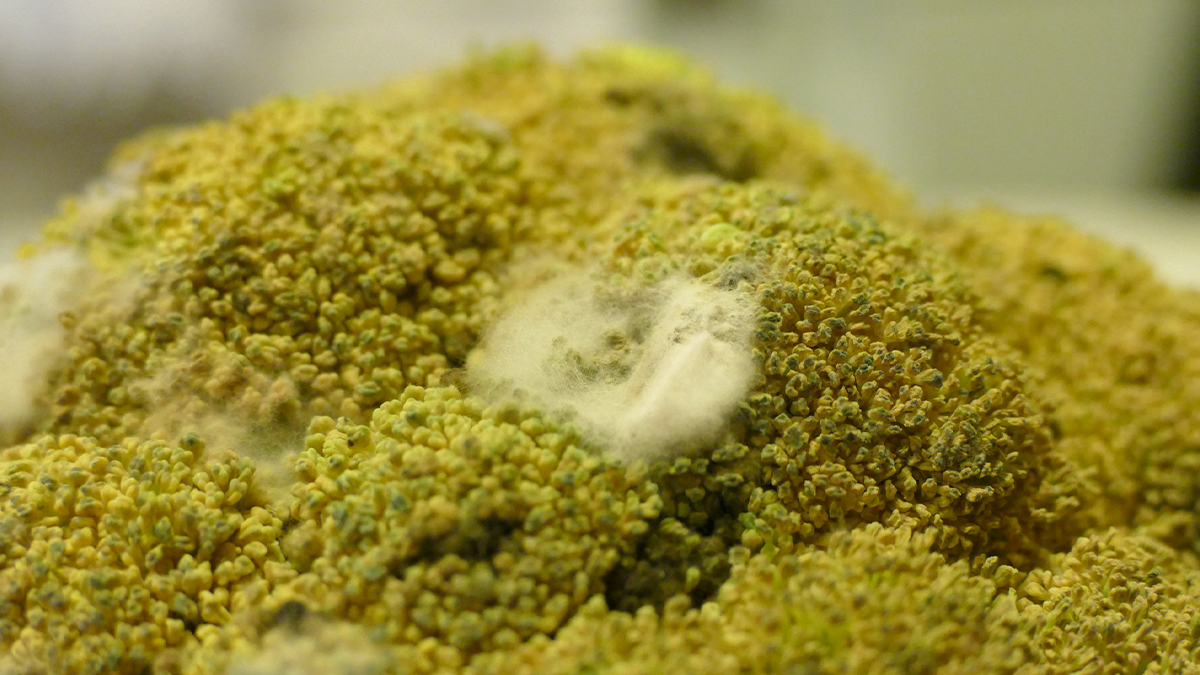 食品に生える白カビ、その真実とは？白カビが隠す驚きの効能とは