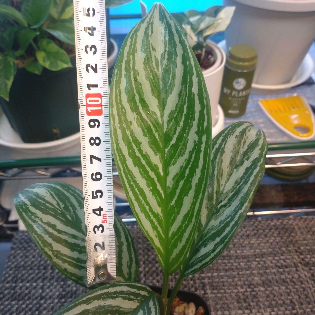 希少！アグラオネマ ニティドゥーム カーティシー - TRANSHIP