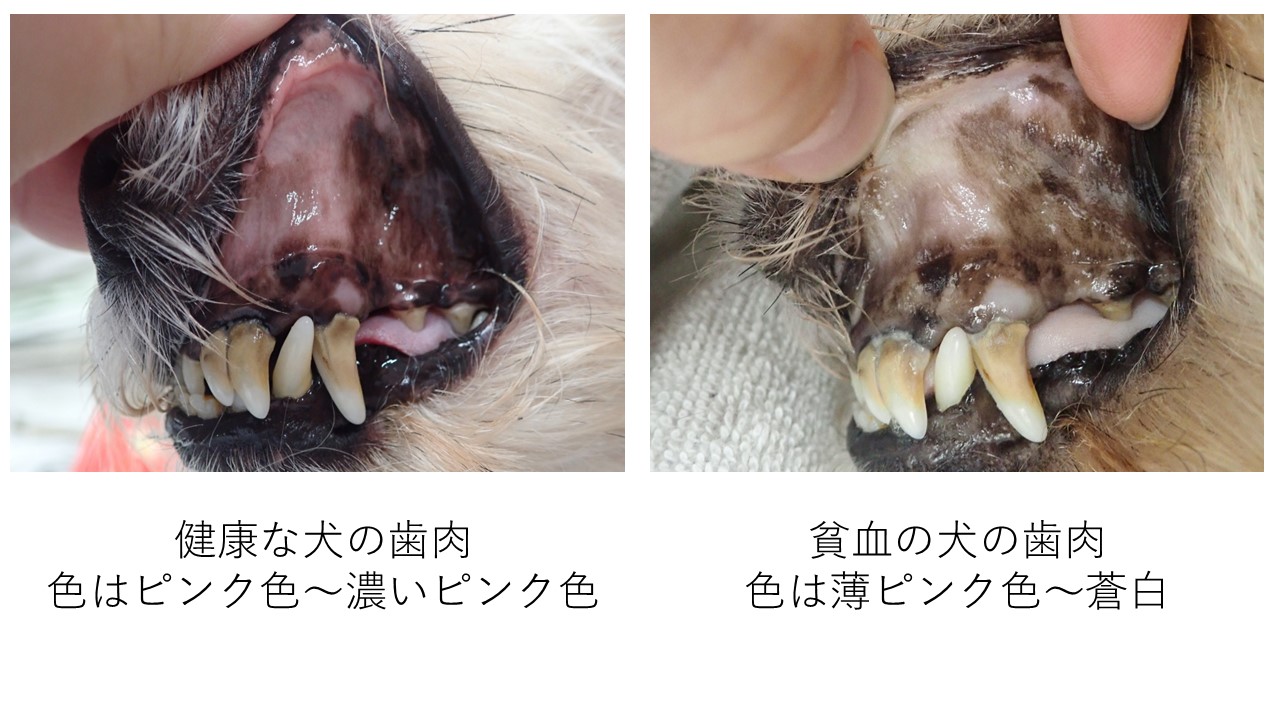 中毒 様々な中毒 ネギ・玉ねぎ編ガイア動物病院犬・猫・エキゾチックアニマル阿佐ヶ谷・下井草・鷺ノ宮