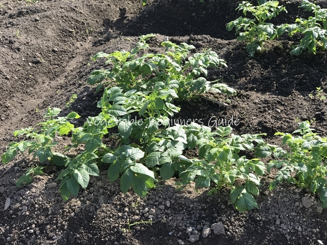 楽天市場 逆さまに栽培という画期的な 空中栽培セット 培養土〜栽培バッグ 吊下げチェーン付き : ガーデニングどっとコム