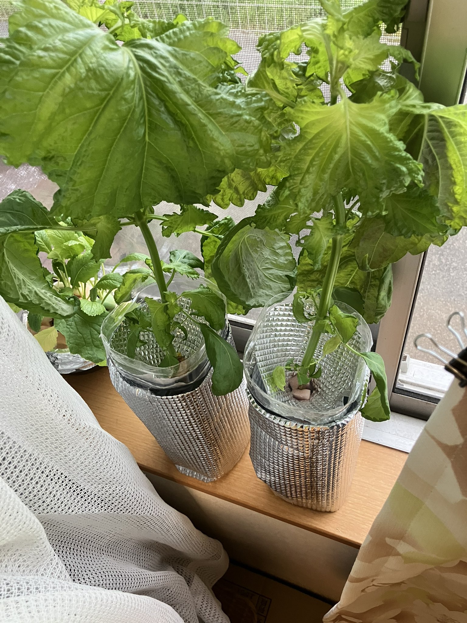 大葉の水耕栽培で新芽を育てる方法🌱