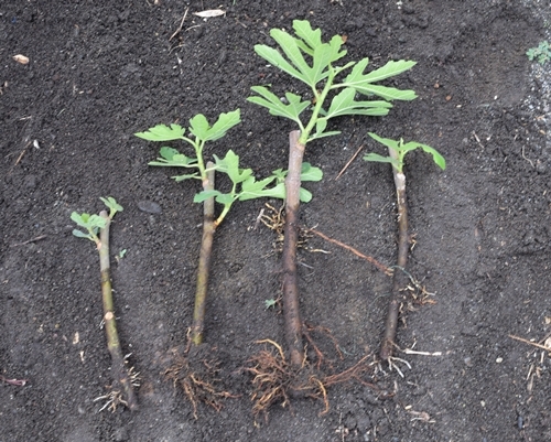 イチジク挿し木苗 Smyrneiki