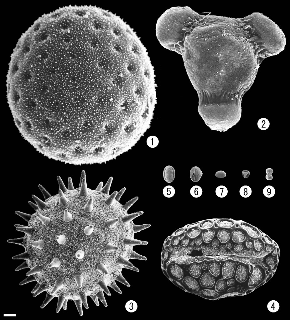 第10回 実はいろいろ 花粉の形 西東京市Web