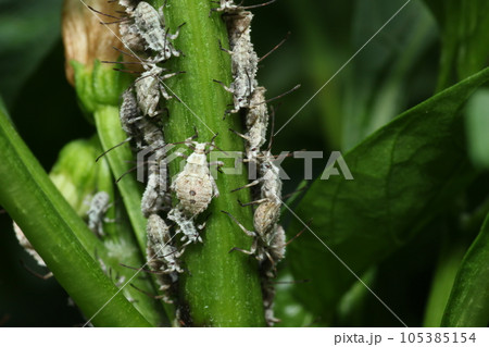 ピーマンの主な病害虫果菜類編農作業便利帖みんなの農業広場