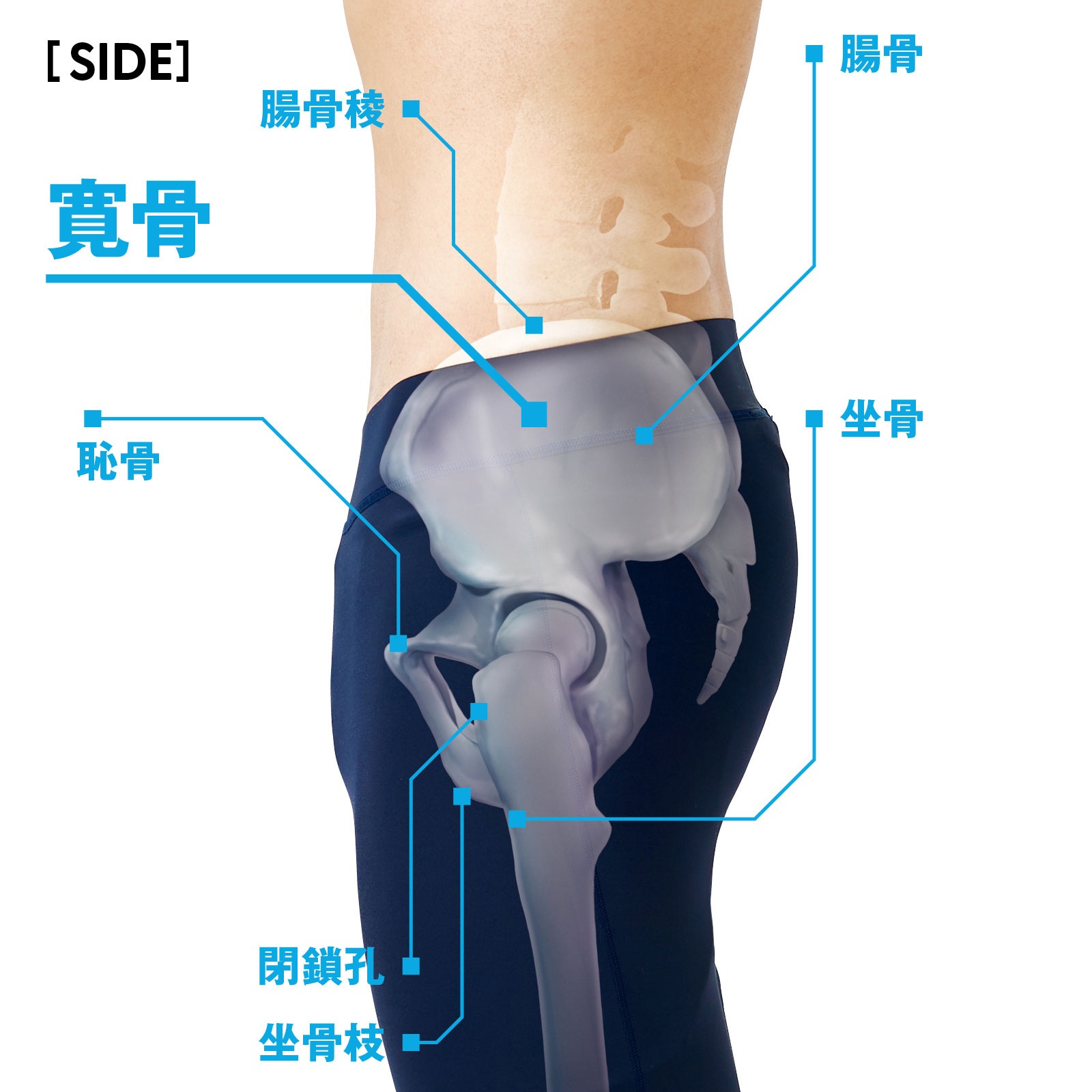 腰椎の構造と機能腰の痛みが起こるメカニズムについて - 足立慶友整形外科