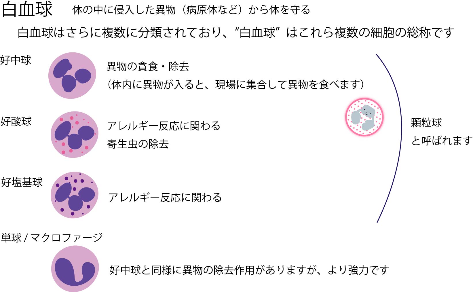 カネカ 再生・細胞医療総合サイト