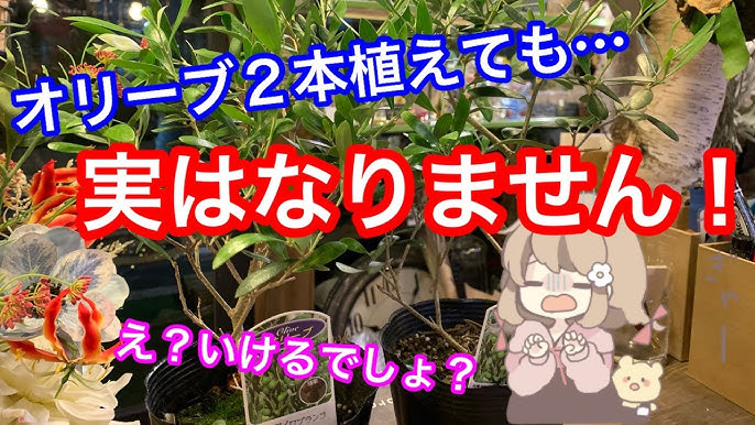 オリーブの木の育て方 実がならない原因は？肥料が必要な時期は