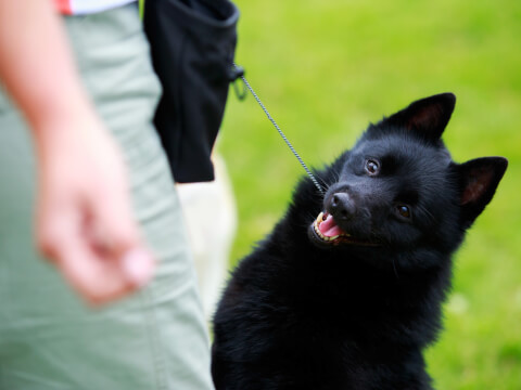 犬種図鑑 スキッパーキの魅力と飼い方をご紹介！DogHuggy
