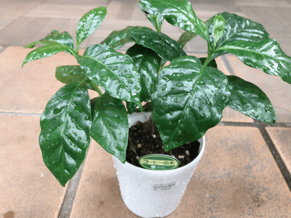 オシャレplants『コーヒーの木&アイビー』ハイドロカルチャー その他インテリア雑貨 Lovely Pocket 通販7506760Creema クリーマ