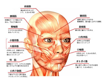 表情筋 一覧イラスト - No: 23696508無料イラスト・フリー素材なら「イラストAC」