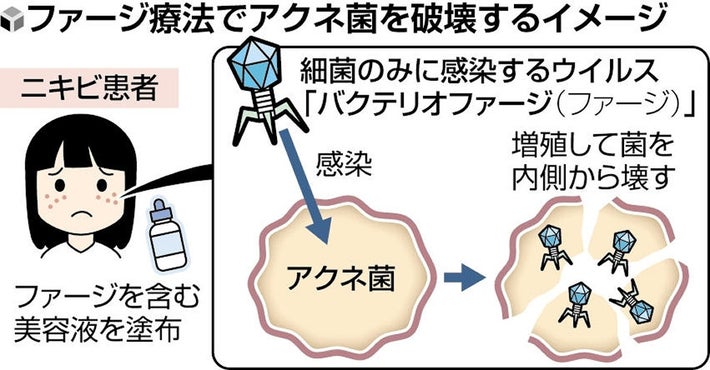 科学部 バクテリオファージ ウイルス– 学校法人船橋学園 東葉高等学校