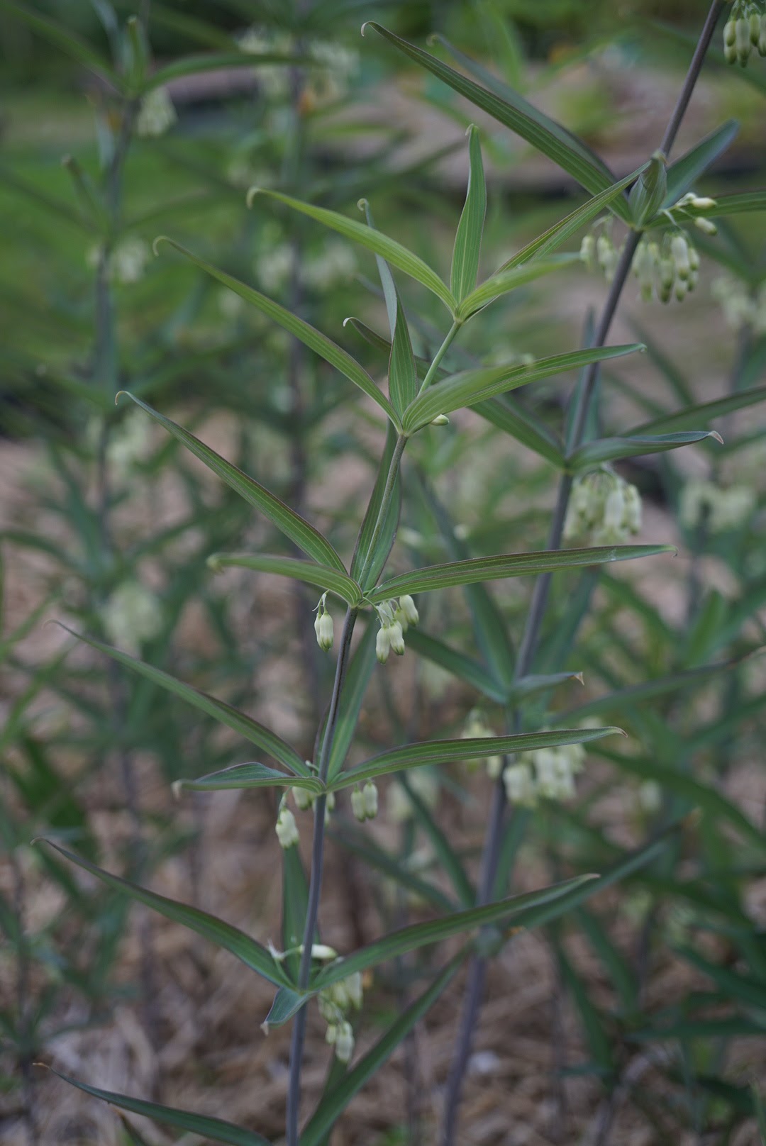 多年生ライグラス4N Solen C1-5 kg;英語のライグラス、冬のライグラス、レイグラス - – Garden Seeds Market送料無料