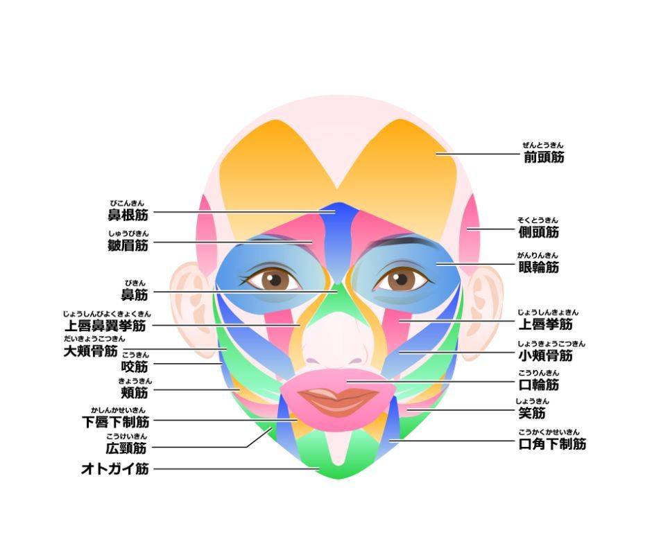 表情筋のイラスト素材 - PIXTA