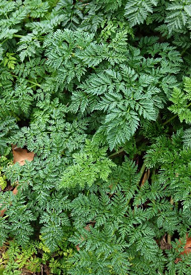 ドクニンジン 毒人参 の判定方法Conium maculatum