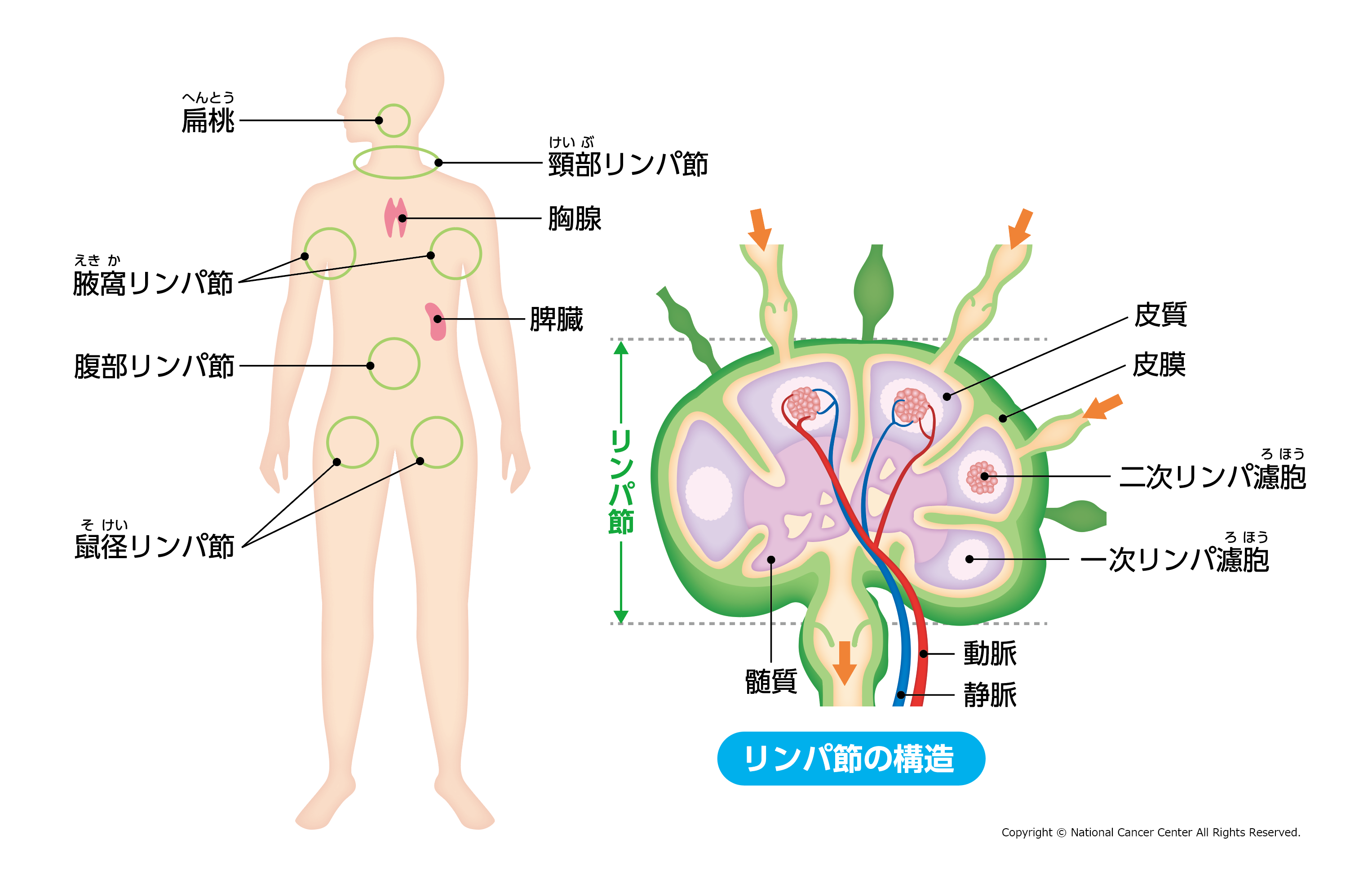 知っておきたい 血液のがん 「悪性リンパ腫」NHK