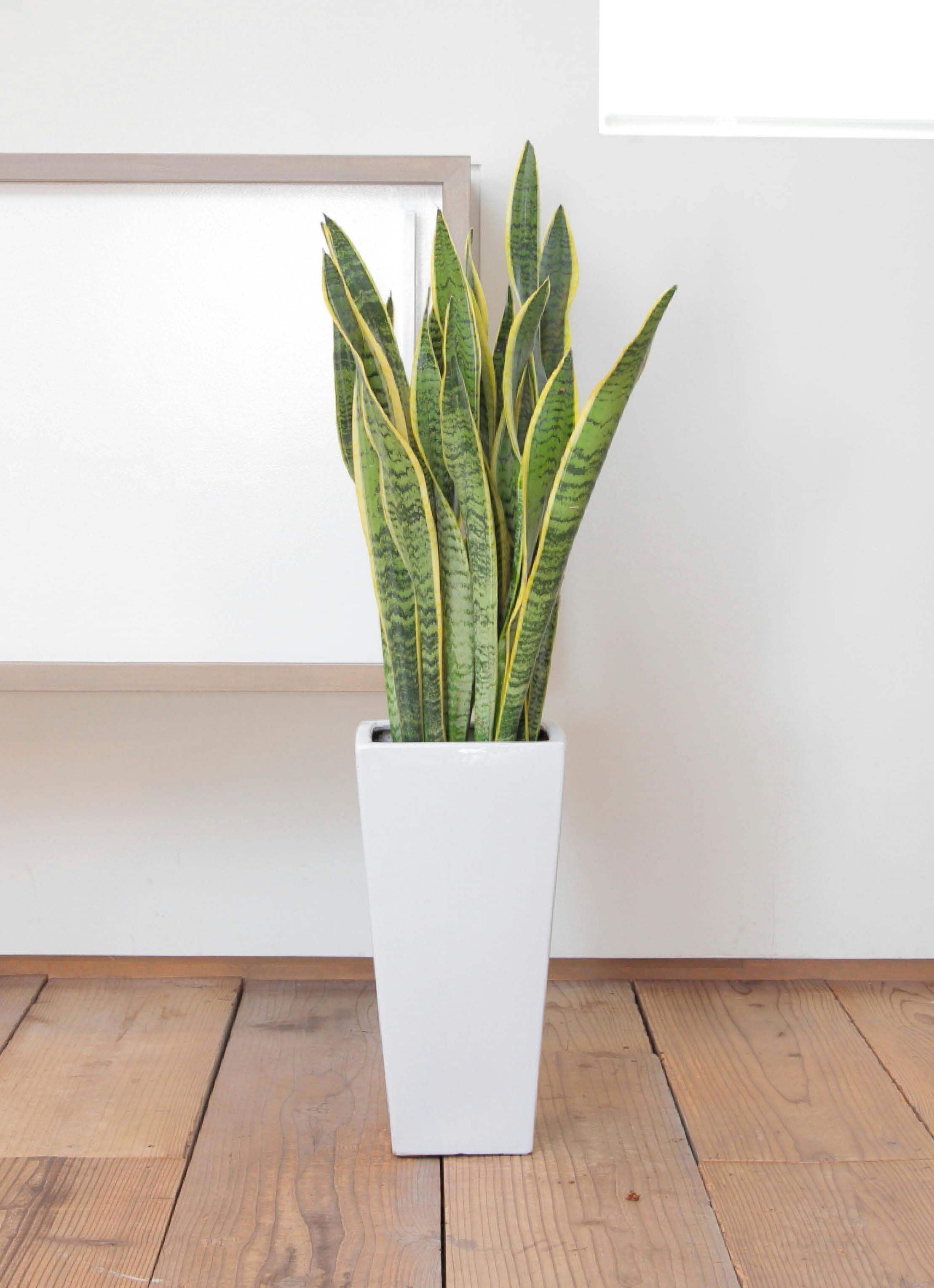 サンスベリアの風水効果！寝室や玄関などの場所や方角での効果は？🍀GreenSnap グリーンスナップ