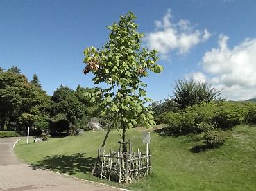 日野市 原爆の被害にあっても翌春芽吹いた「アオギリ」。日野市に被爆アオギリ2世がやってきた。号外NET 日野市