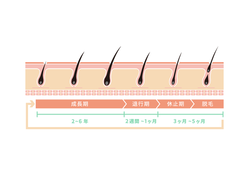 医師監修 毛周期 ヘアサイクル とは？AGAとの関係について 公式 薄毛・抜け毛治療ならAGAスキンクリニック Aスキ