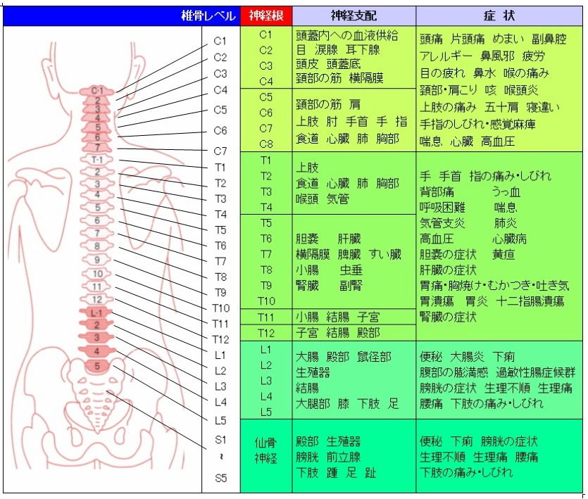 7月12日「脊椎の仕組みと腰椎椎間板ヘルニア」について勉強会を行いました明石市の整形外科阪田整形外科リハビリクリニック