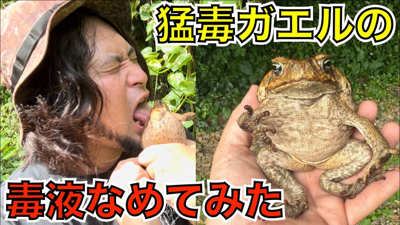 毒書目録 ブフォトキシン ヒキガエル: VILLAGE VANGUARD MAGAZINE