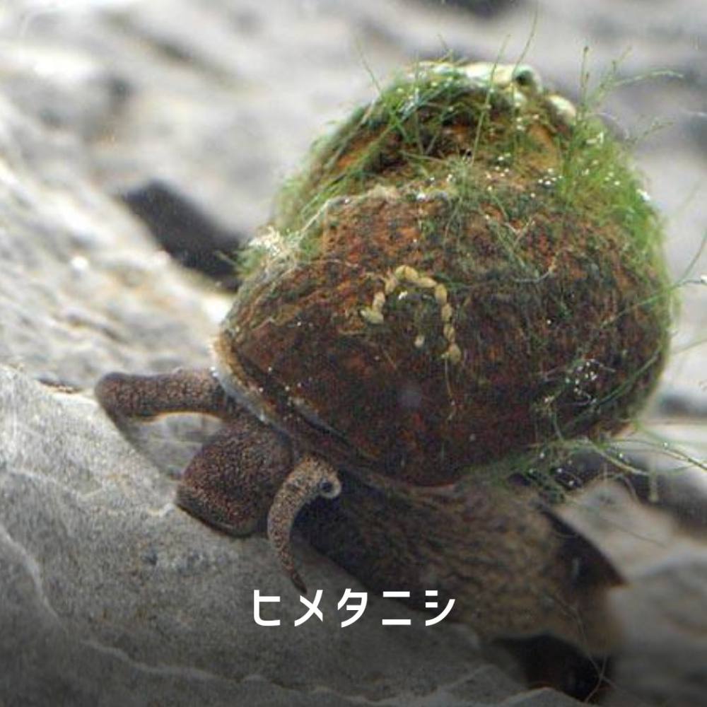 毎日をもっと心地よく！ 快適さがひと目でわかる温湿度計に注目タニタマガジンタニタ