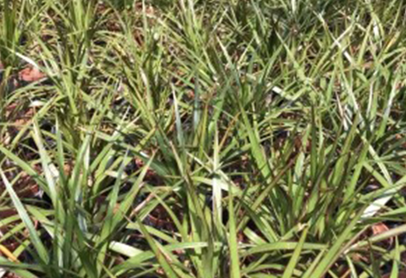 初心者にもできるドラセナ・コンシンネ マルギナータ の育て方・栽培方法 解説動画付きとなりのカインズさん