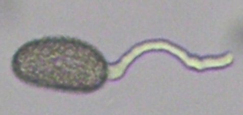 花粉おおきくなあれ大日本図書