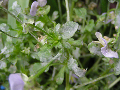 うどんこ病農業害虫や病害の防除・農薬情報病害虫・雑草の情報基地全国農村教育協会
