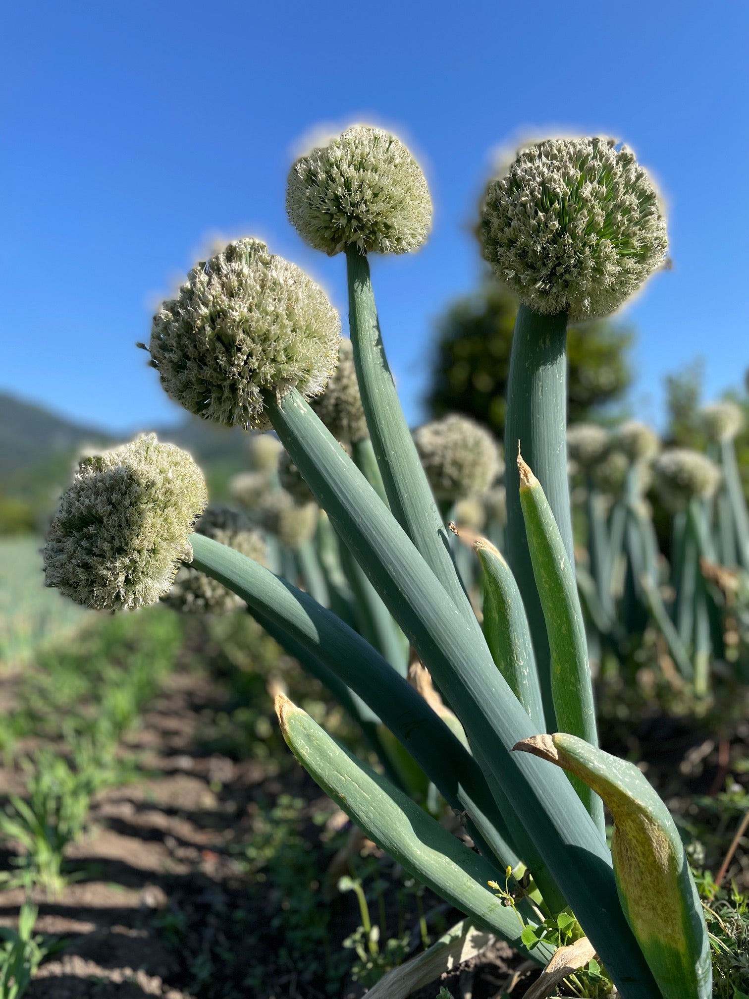 ねぎぼうずTomomi Tsuri