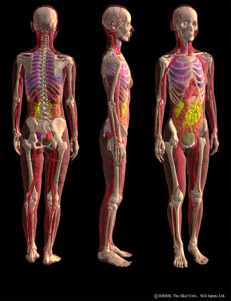 等身大人体の血管