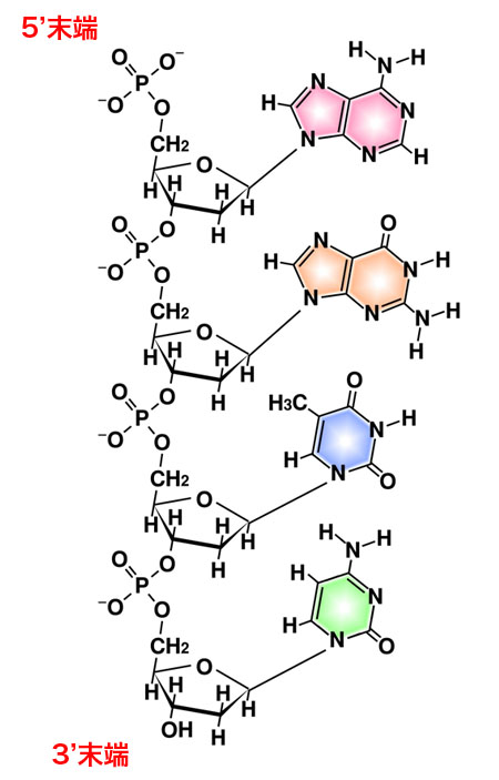核酸医薬品 -基礎知識-試薬ダイレクト林純薬工業の法人向け公式通販サイト