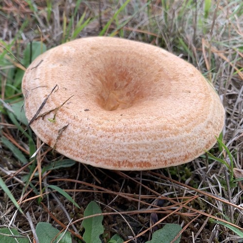 17 アカハツタケ High Res Illustrations - Getty Images