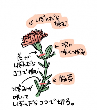 ダイアンサス ピンクキッス花苗 9cmポット お買い得3個セット植物のＩＴＡＮＳＥ 全品送料無料・即出荷