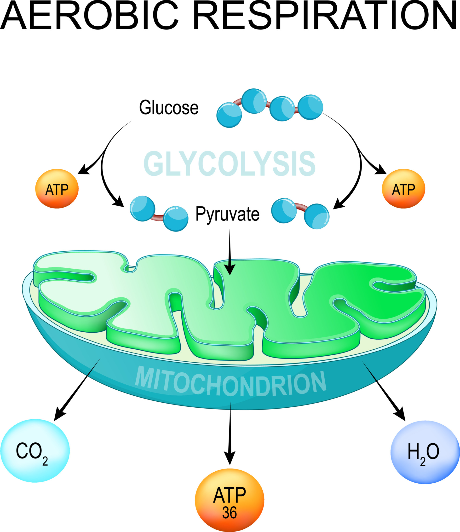 ICE MAN」を読んで呼吸エクササイズを始める。ぺんぎんの台所から