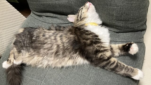 猫が粗相をするのはなぜ？粗相の原因と対策を徹底紹介！猫様のいる暮らし