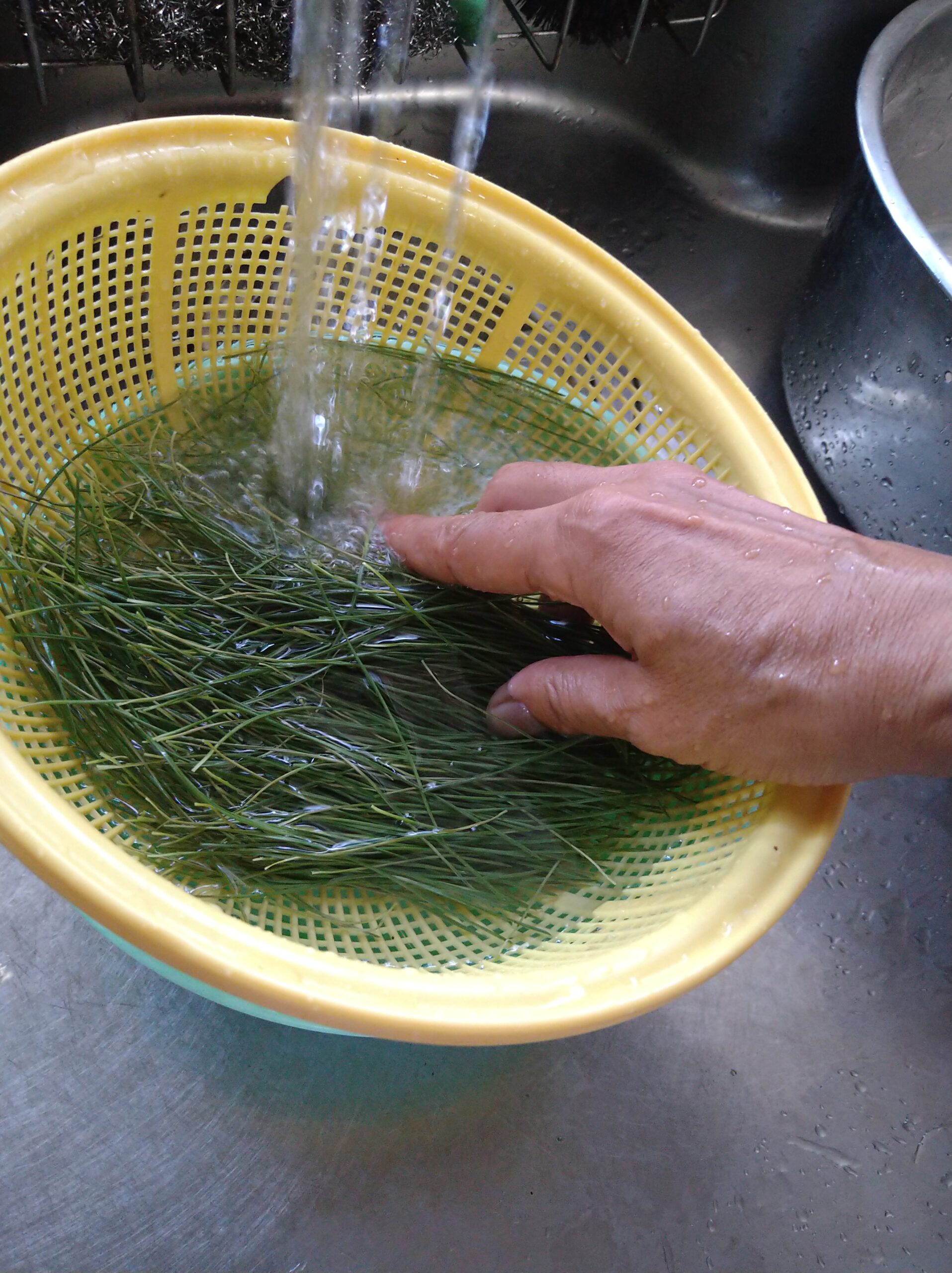 簡単 手作り 松葉茶をつくって飲む 洗って、干すだけshinmr