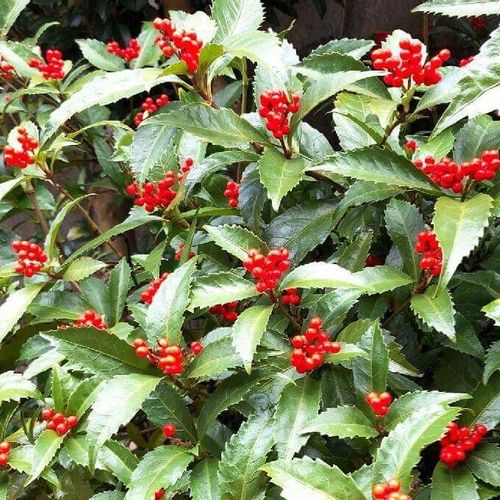 センリョウ 千両 は種と挿し木どちらが早く成長しますか？。また、発芽率- Yahoo!知恵袋