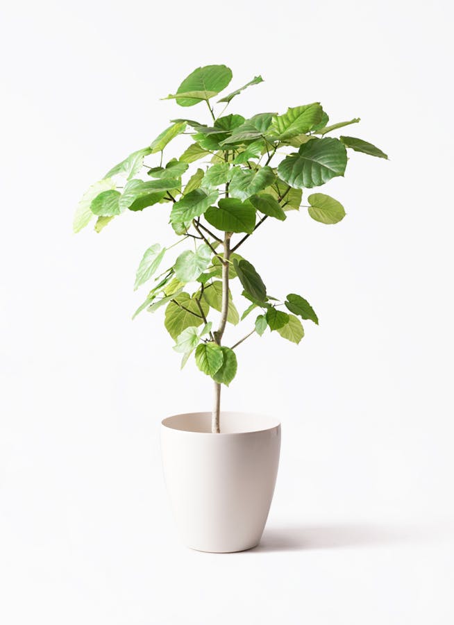 観葉植物 恋愛運 結婚記念日・結婚祝い 商品一覧観葉植物のギフト通販 ブルーミーストア