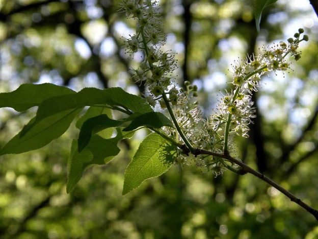 アオダモの育て方・栽培方法LOVEGREEN ラブグリーン