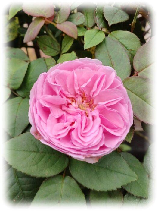 アークラペーシュ - 齊天 札谷齊藤家