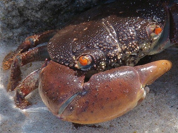 食べるな危険！猛毒を持つ3大毒ガニカラパイア