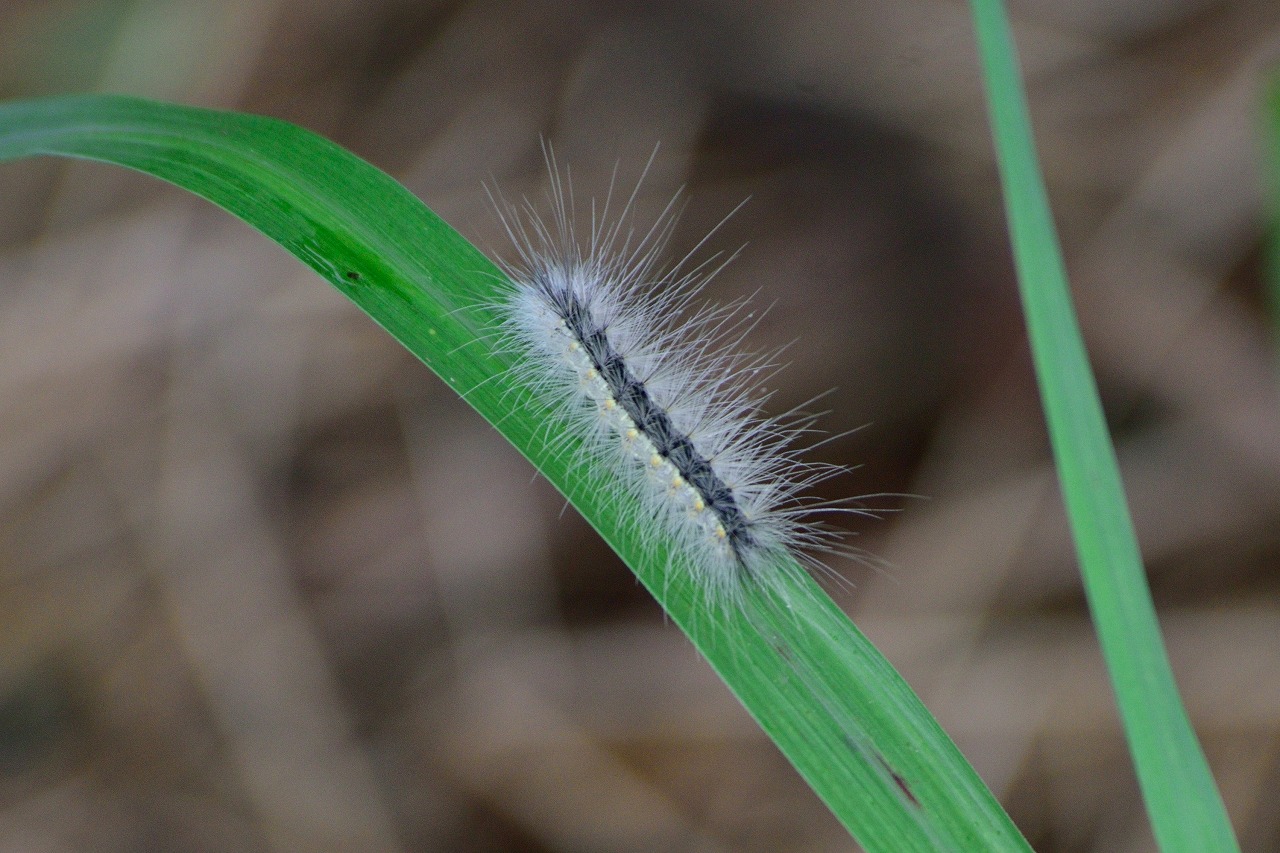 イラガの生態と人間への影響刺された時の対処方法・駆除のやり方などを解説マイナビ農業