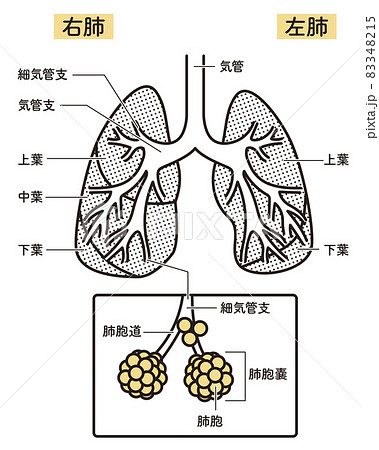 肺 png・CSeps ：イラスト無料