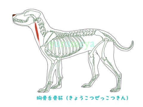 意外と知らない「犬の骨」のヒミツ 人と違う骨があるの？いぬのきもちWEB MAGAZINE