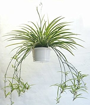 オリヅルランの育て方・栽培方法植物図鑑みんなの趣味の園芸 NHK出版