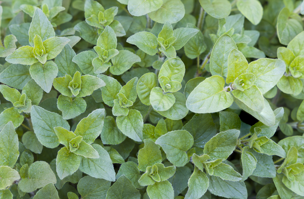 オレガノの乾燥方法：ハーブを乾燥させる最良の方法のステップバイステップの説明 - Loyal